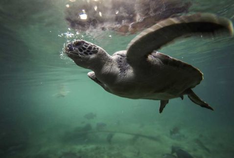 Sviajes-reino_animal-xcaret-delphinues-reino_animal-tendencias_MILIMA20151003_0182_11