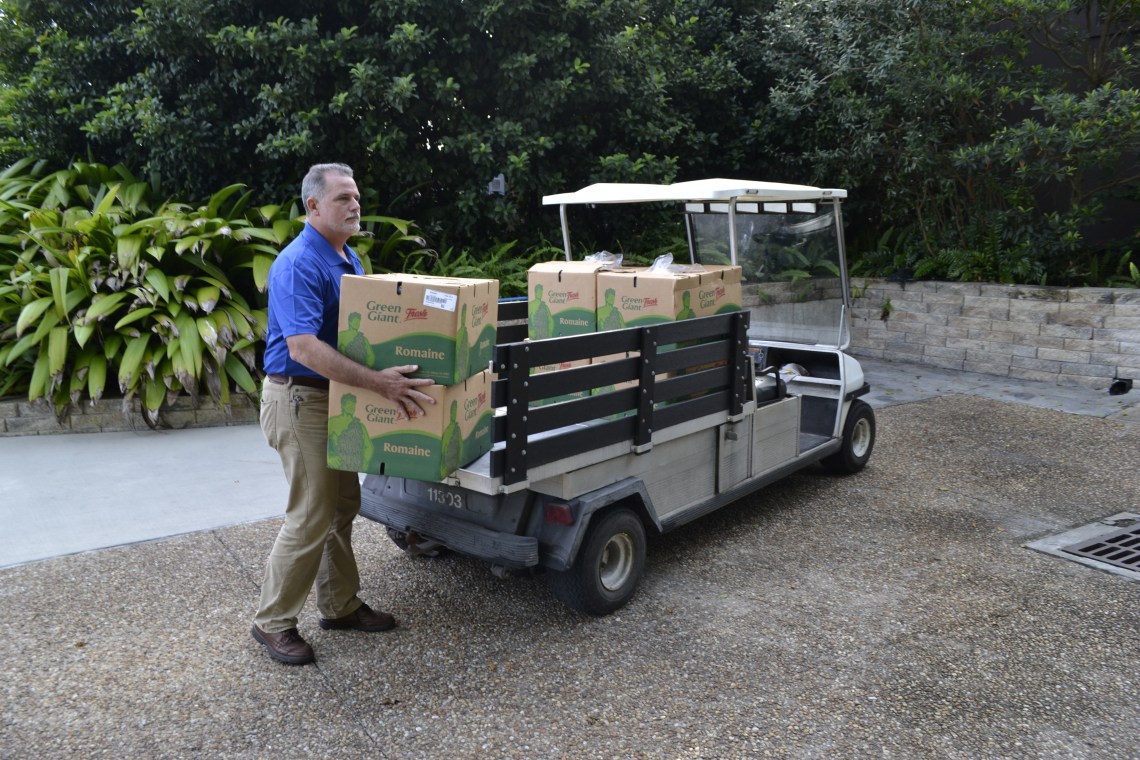Las lechugas para los manaties Carlos Tomasini