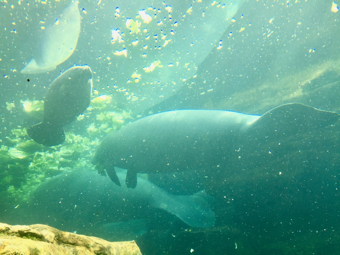 manatíes rescatados en seaworld Carlos Tomasini