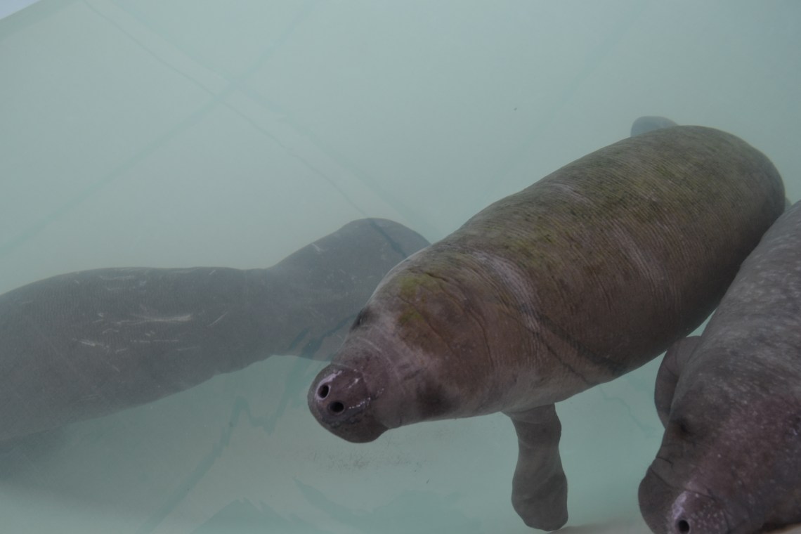 Manaties rescatados Carlos Tomasini