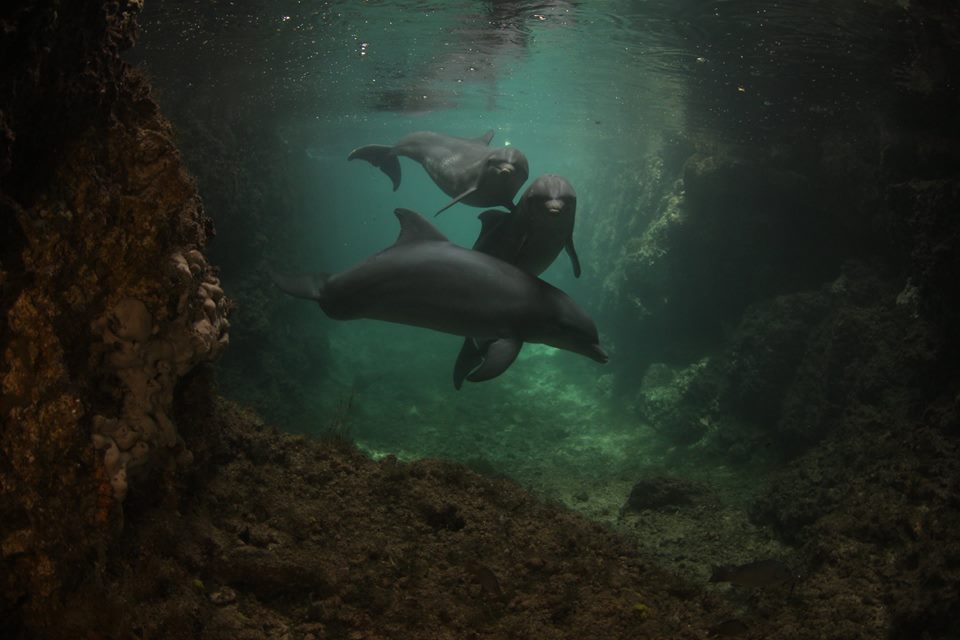 22885881_10155872422777803_6704371887826364960_n