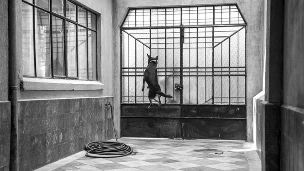 borras-1-cortesiia-netflix-1